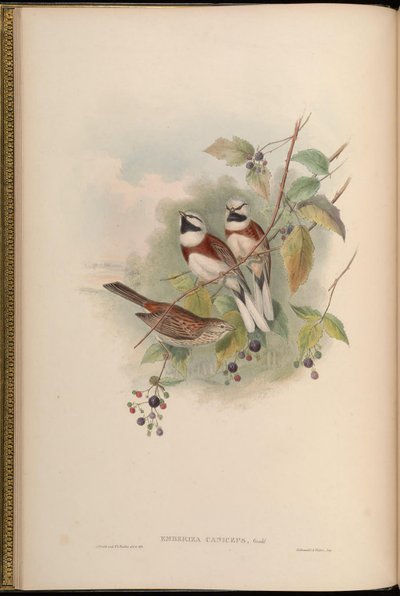 Emberiza caniceps = Emberiza stewarti - John Gould